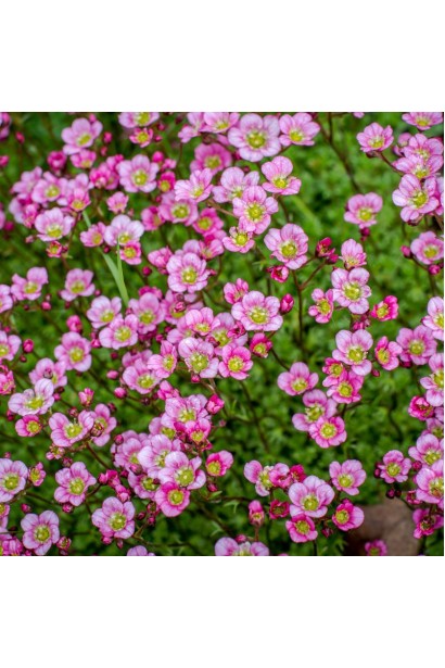 Saxifraga Arendsii Marto Rose